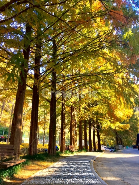 장태산,대전,휴양림,가을,노을,석양,나무,숲,숲속,가을,계절,fall,autumn,season,자연,풍경,nature,landscape,식물,plants,나무,trees,wood,tree,plant,tree trunk,나무 줄기,outdoors,옥외,vegetation,초목,forest,woodland,삼림지,land,땅