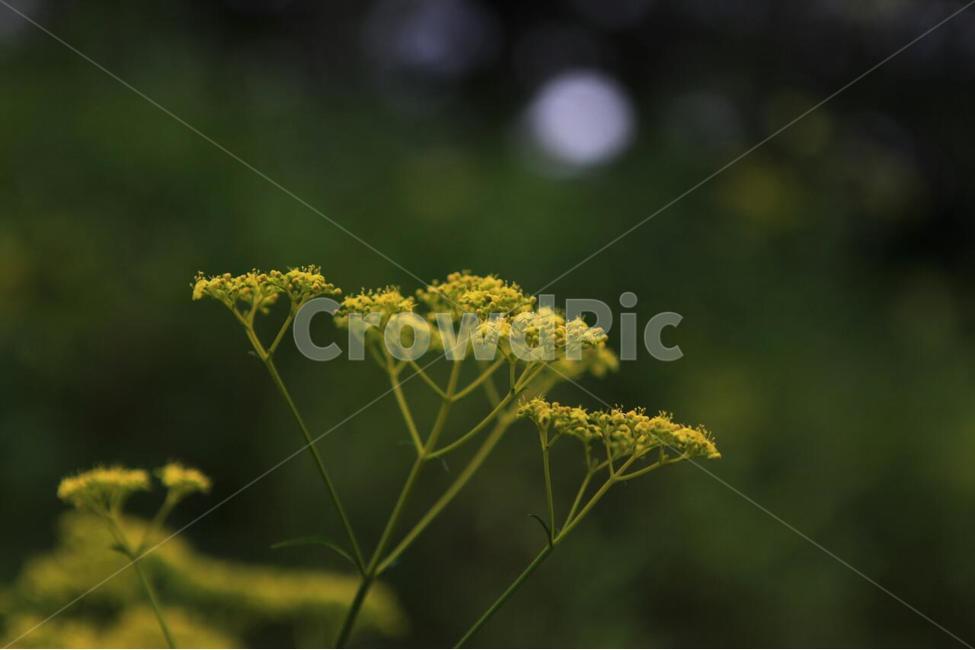식물,꽃,식물원,화초,자연,식물,자연,plants,nature,꽃,flower