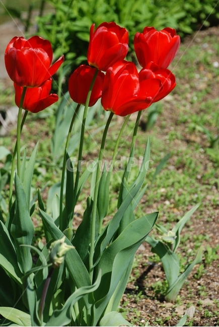 꽃,봄,튤립,식물,자연,빨간튤립,봄,계절,spring,season,식물,자연,plants,nature,꽃,flower,plant,blossom