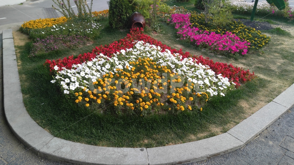 화단,꽃,식물,노란색,붉은색,녹색,회색,배경,감성,계절,aflowerbed,flower,plants,yellow,red,green,gray,background,emotional,season