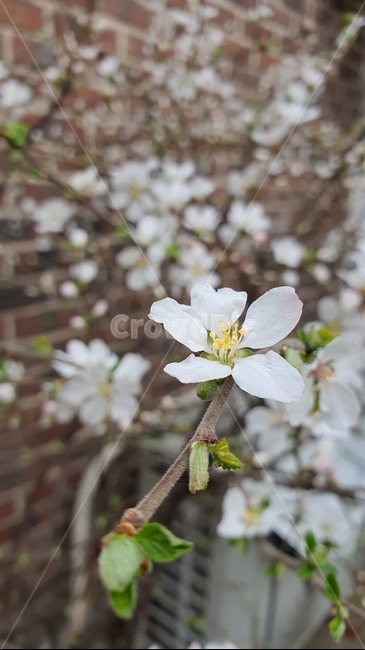 봄,꽃,식물,plant,spring,벚꽃,식물,자연,plants,nature,꽃,flower
