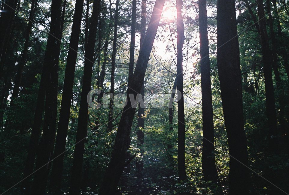 식물,화초,풍경,여름,감성,필름,자연,풍경,nature,landscape,식물,plants,나무,trees,wood,light,빛,flare,플레어