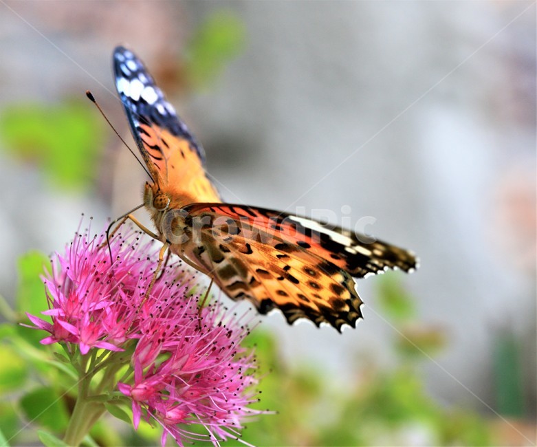 꽃,나비,가을,곤충,butterfly,식물,자연,plants,nature,꽃,flower,곤충,벌레,insect,bug