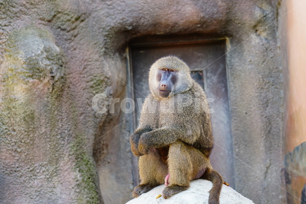 원숭이,아누비스개코원숭이,동물,animal,포유류,olivebaboon,anubisbaboon,monkey,동물,animal,포유류,mammal