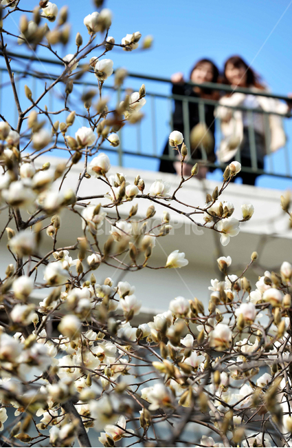 봄,목련,꽃,flower,magnolia,spring,봄,계절,spring,season,식물,자연,plants,nature,꽃,flower