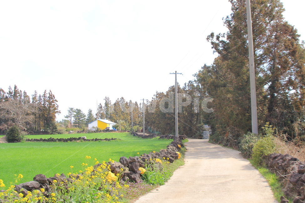 길,오솔길,시골길,봄,시골,노란색,자연,풍경,nature,landscape,한국자연풍경,한국자연경관,korea nature landscape,시골,마을,country,rural,town,outdoors,옥외