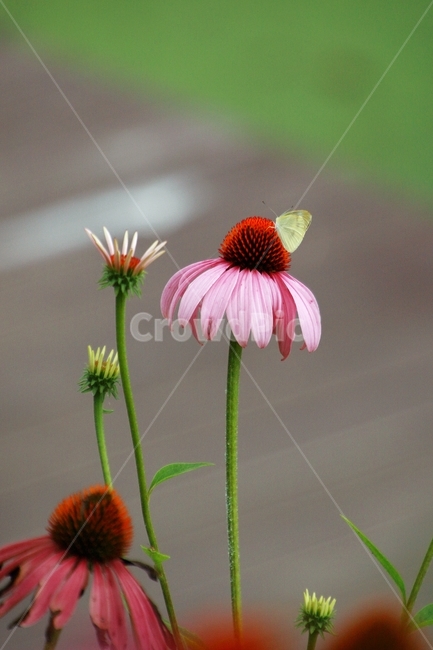 나비,꽃,식물,자연,생태,flower,butterfly,곤충,환경,식물,자연,plants,nature,꽃,flower,동물,animal,곤충,벌레,insect,bug