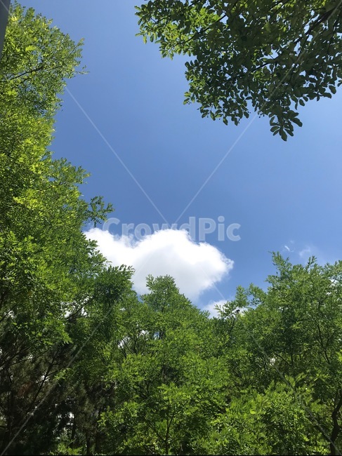 하늘,나무,구름,공원,자연,sky,tree,cloud,plants,식물,nature,풍경,뭉개구름,날씨,여름,배경,하늘색,초록색,맑은,청량한,시원한,푸른,자연,풍경,nature,landscape,outdoors,옥외,plant,vegetation,초목