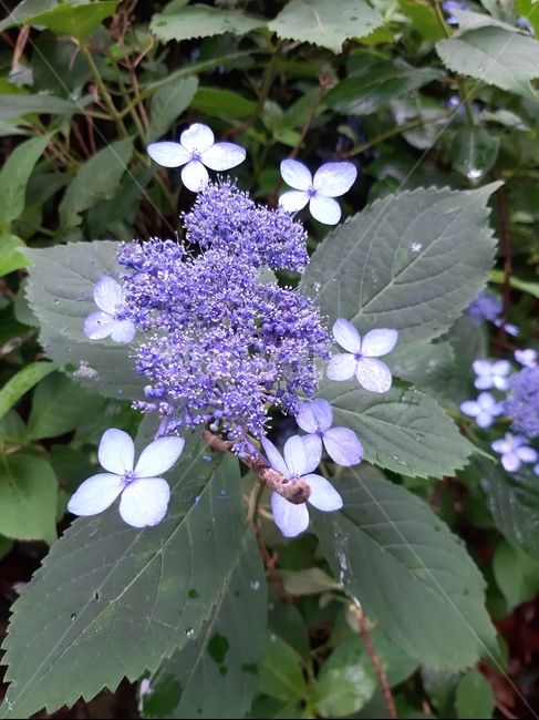 꽃,보라색,flower,purple,beauty