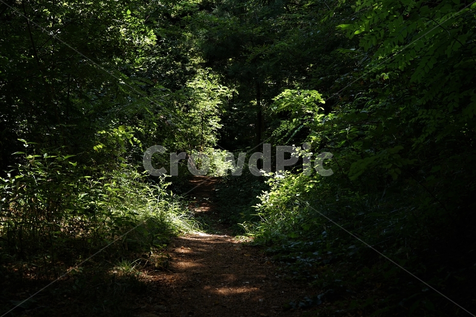 숲,자락길,나무,초록,신록,자연,woods,nature,green,cool,summer,walkaway,힐링,휴식,시원함,고요함,healing,relaxation,calm,forestbathing,freshness,상쾌,그린,계절,배경,자연,풍경,nature,landscape,ground,바닥,path,통로,road,도로,gravel,자갈,dirt road,흙길