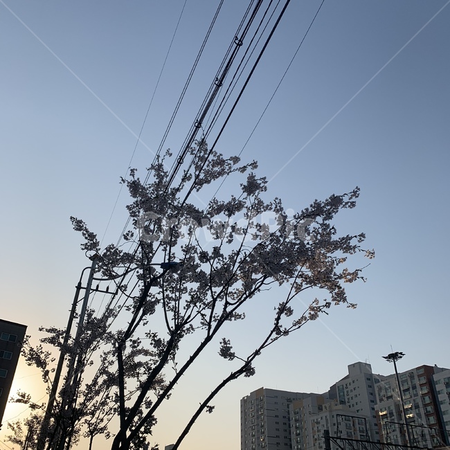 벚꽃역광,봄벚꽃,봄,벚꽃,벚꽃나무