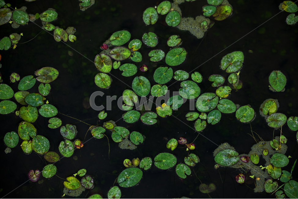 수련,연화,연지,감성,연잎,식물,자연,plants,nature