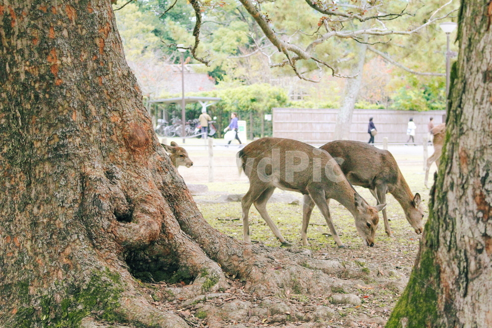 나라공원,사슴공원,동물,사슴,animal,deer,deerpark,동물,animal,포유류,mammal