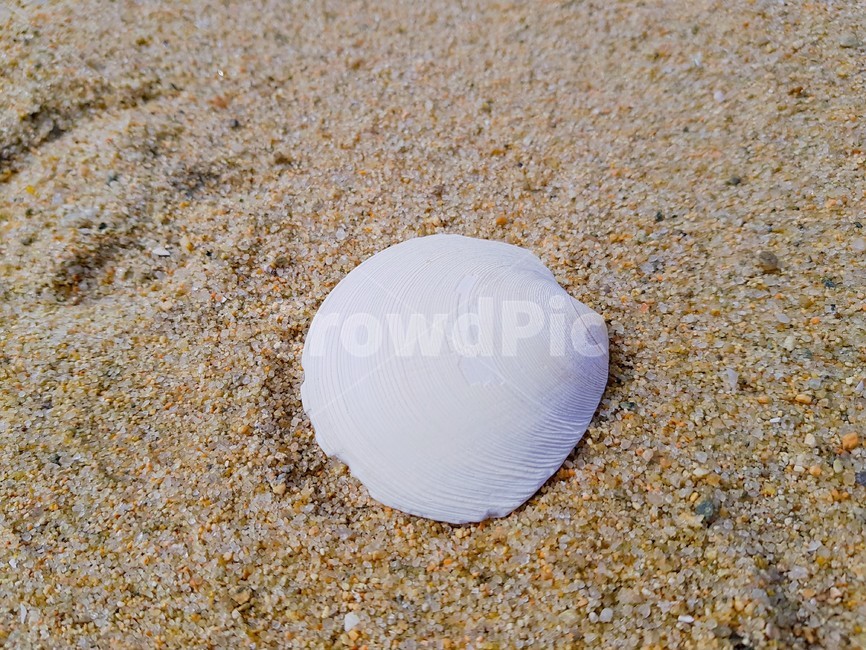 조개,seashell,조개껍질,자연,바닷가