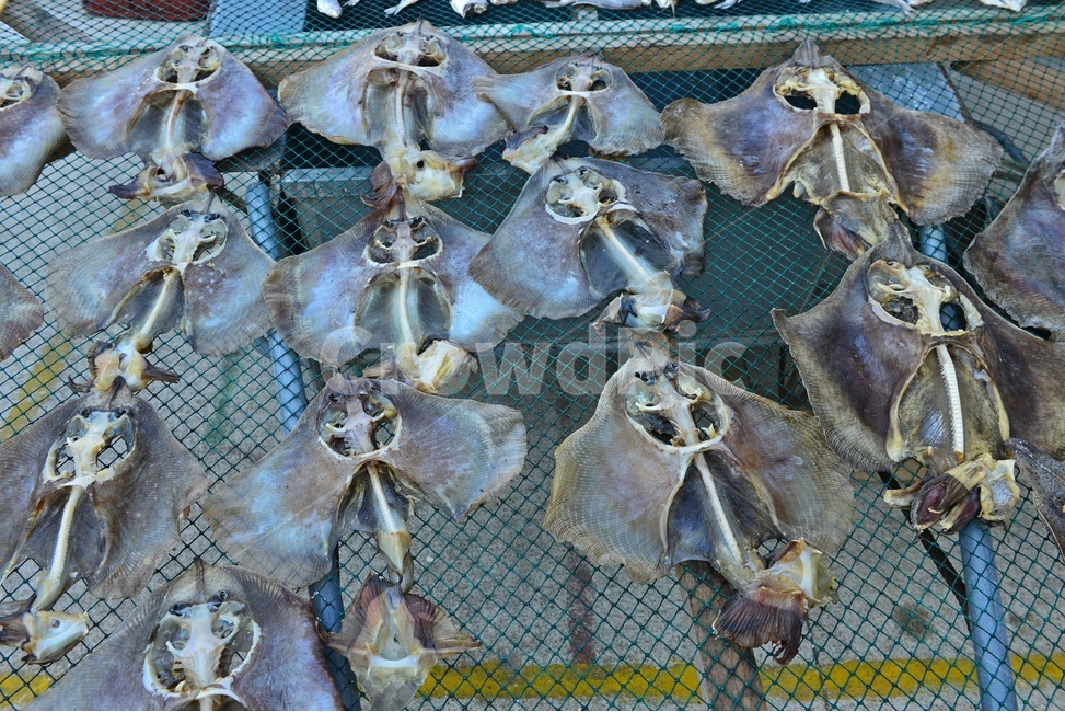 건어물,해물,바닷가,어촌,건조,수산물,해산물,식재료,시장,흑산도홍어,홍어,수산물,해산물,fishery products,seafood