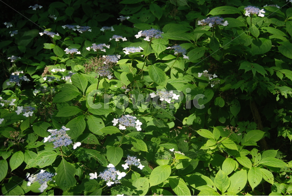 야생화,wildflower,식물,plant,green,식물,자연,plants,nature,꽃,flower