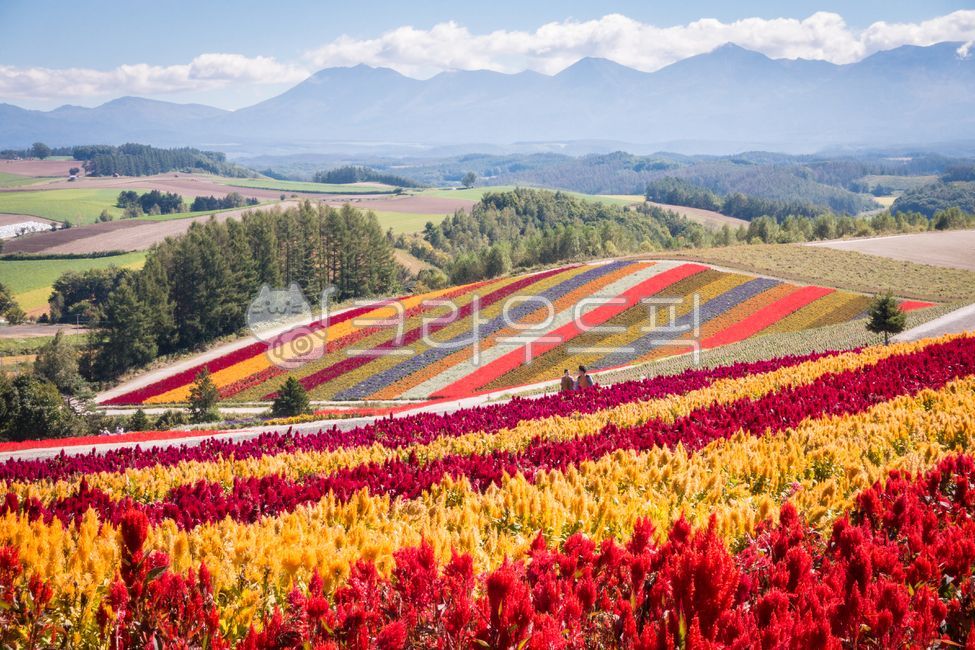 일본,훗카이도,북해도,자연,사계채언덕,언덕,꽃,식물,plant,해외,외국,세계,foreign,oversea,world