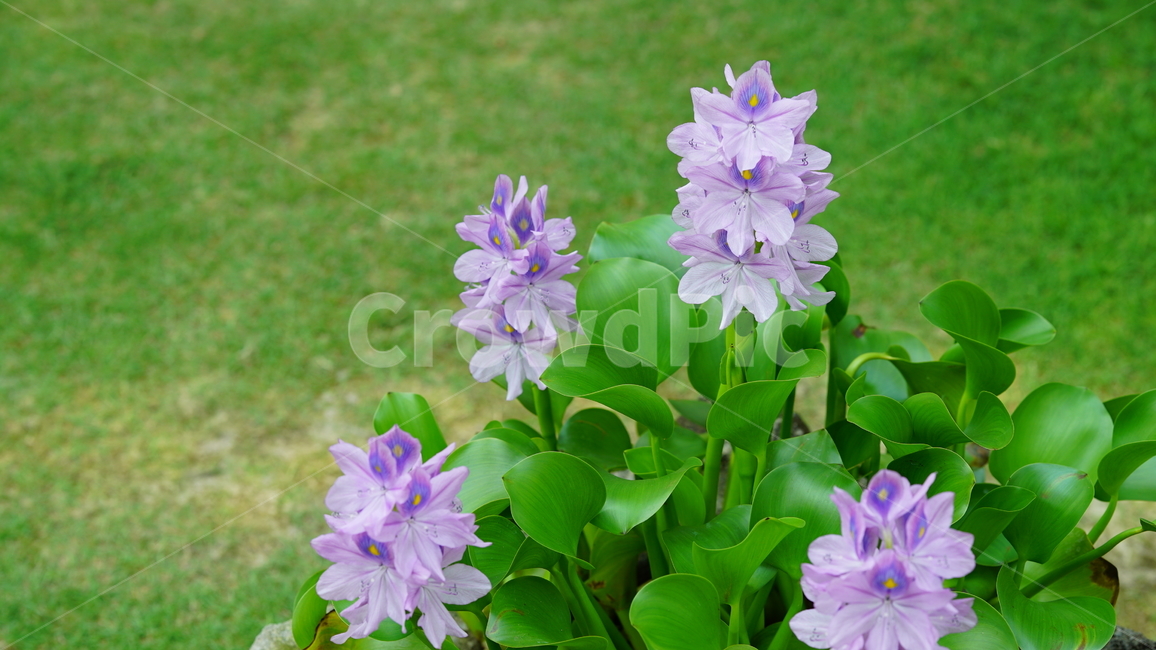 보라색꽃,보라색,꽃,보라,자연,잔디,purple,flower