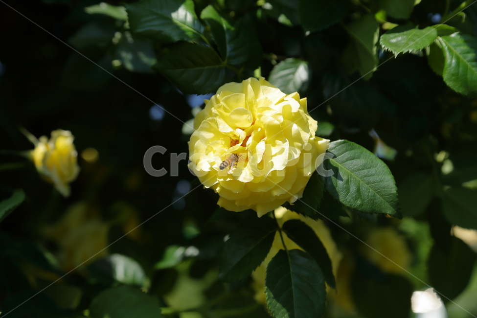 장미,장미꽃,노란장미,flower,rose,5월,6월,꽃