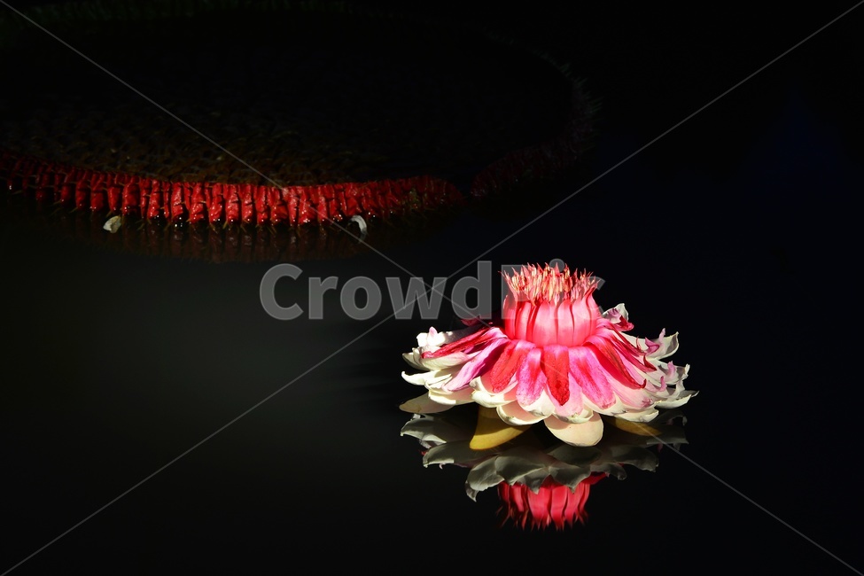 lighting,조명,plant,식물,flower,blossom,꽃,밤,야경,연꽃,수련,빅토리아연,빅토리아연꽃