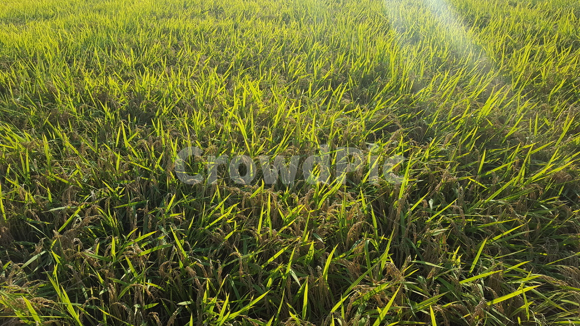 벼,쌀,농사,시골,농촌,추수,벼농사,식물,자연,plants,nature