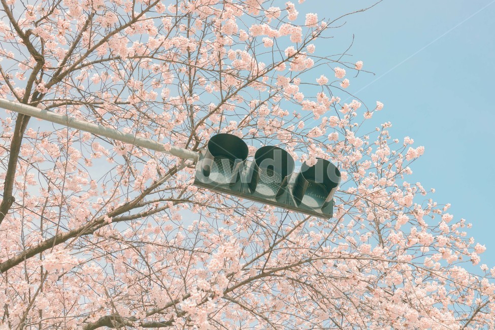 봄,벚꽃,감성,낭만,따뜻함,봄날,여의도,따스함,포근함,4월,식물,자연,plants,nature,꽃,flower,나무,trees,wood