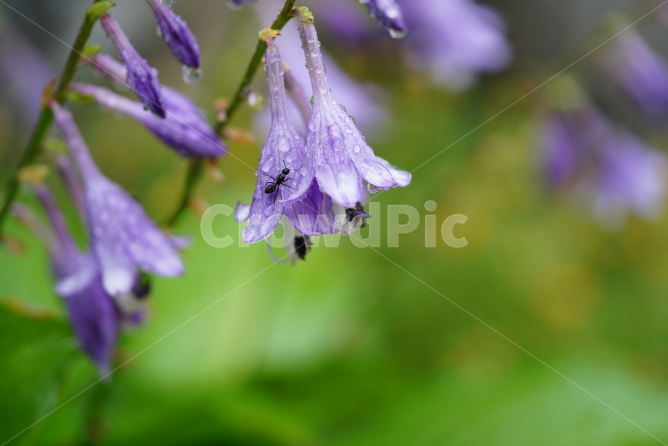 꽃,플라워,개미,ant,식물,생물,생명,색감,컬러,곤충,벌레,식물,자연,plants,nature,꽃,flower,동물,animal,곤충,벌레,insect,bug