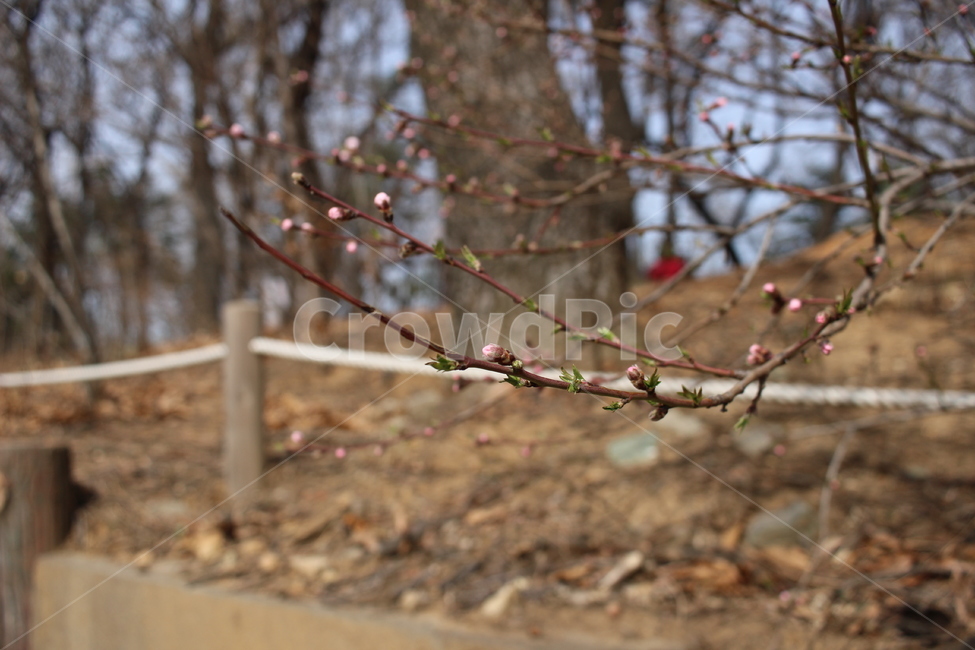 꽃,산책,풍경,봄,spring,flower,tulip,cherryblossom,stroll,park