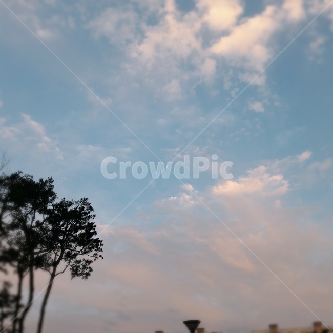 nature,자연,outdoors,옥외,나무,하늘,파랑,구름