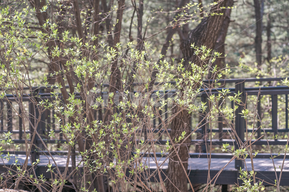 봄,새싹,나무,식물,산책로,봄,계절,spring,season,tree,plant,tree trunk,나무 줄기