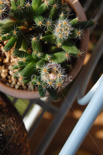 다육이,덴숨,덴섬,트리코디아데마덴숨,홈가드닝,다육식물,plant,식물,cactus,선인장,화분,모래,자갈,도기류,항아리