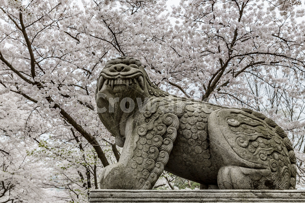 해태상,벛꽃,꽃,개화,만개,봄,석상