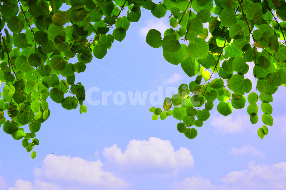 숲,녹색,힐링,그린,초록,healing,green,forest,plant,leaves,5월,6월,풍경,자연,엽록소,산소,울창한,그늘,나뭇잎,잎새,나무,줄기,싱그러운,청정,공기,에어,air,clean,무공해,햇살,햇빛,활엽수,숲속,하늘,구름,맑은날,청명,식물,자연,plants,nature