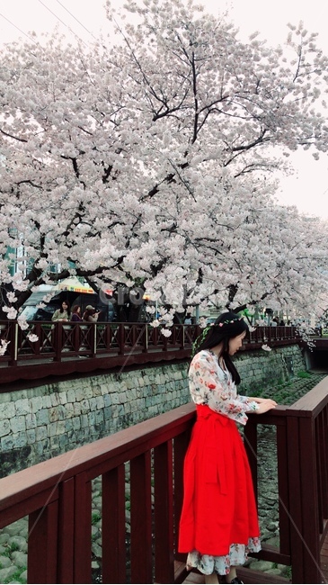 벚꽃,한복,꽃구경,여자,옆모습