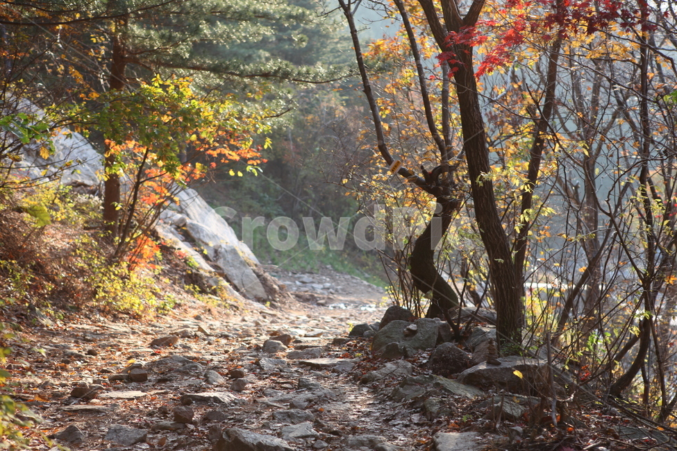 가을,길,숲,단풍,나무,돌,가을,계절,fall,autumn,season,자연,풍경,nature,landscape,plant,식물,tree,tree trunk,나무 줄기,ground,바닥
