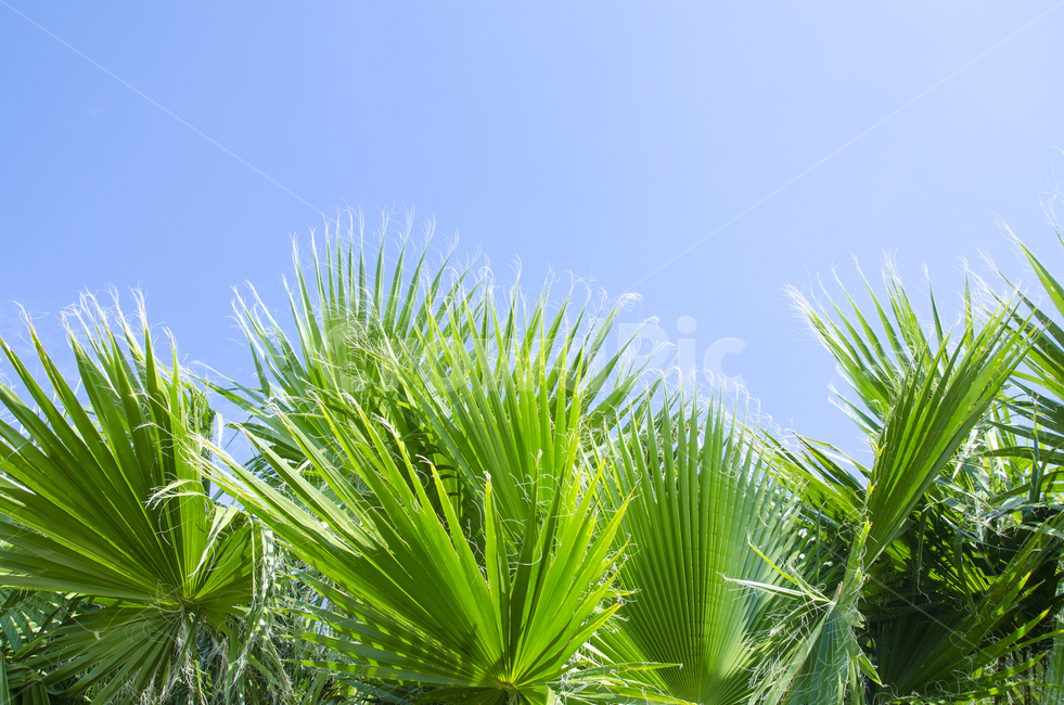 자연,하늘,녹색,제주도,관엽식물,식물,초록,나무,그린,자연,풍경,nature,landscape,plant,summer,여름,tree,palm tree,야자수