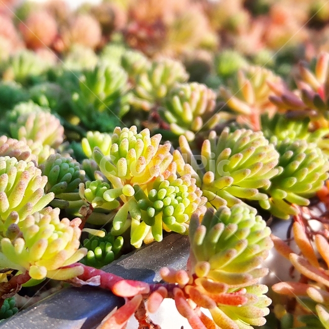 다육식물,세덤,노지다육,선인장,가드닝,취미,정원,가든,자연,봄,햇살,햇빛,green,cactus,gardening,sedum,exquisite,fleshy,flower,garden,ground,cute,growing,leaves,meaty,natural,nature,plant,pots,day,red,small,background,spring,stems,succulent,sun,sunlight,sunny,warm