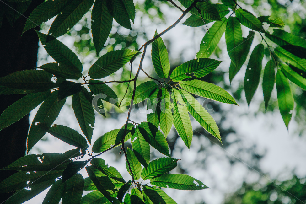 자연,식물,초록,나무,싱그러운,햇살,햇볕,tree,식물,자연,plants,nature,휴식,힐링,rest,relaxation,healing