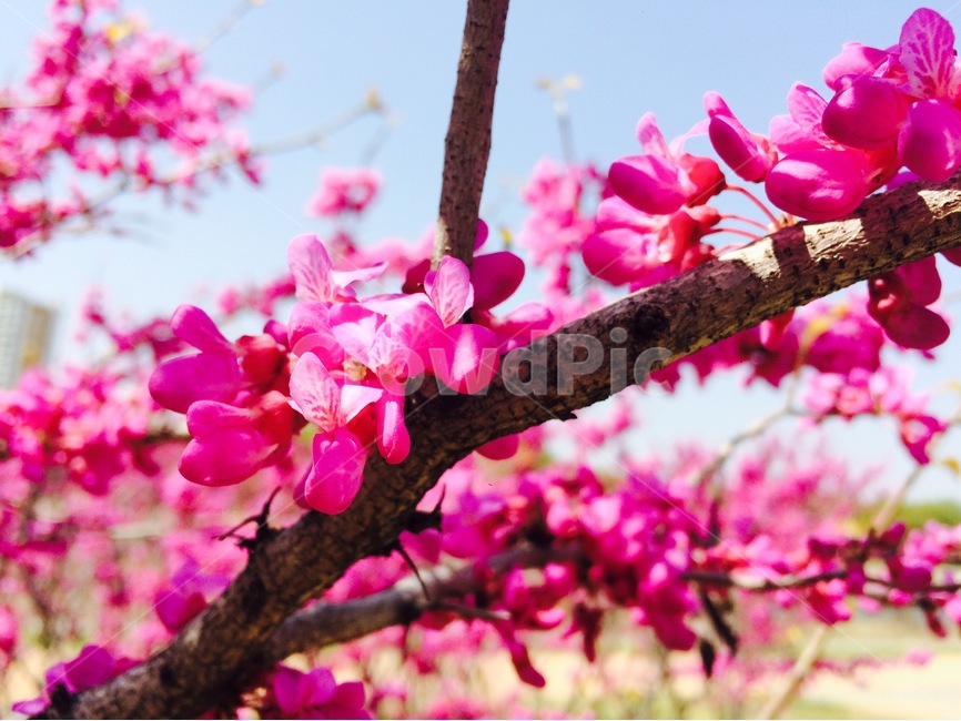 꽃,자연,식물,flower,nature,꽃나무,분홍색,분홍,pink,풍경,봄,spring,꽃송이,blossom,박태기,식물,자연,plants,nature,꽃,flower