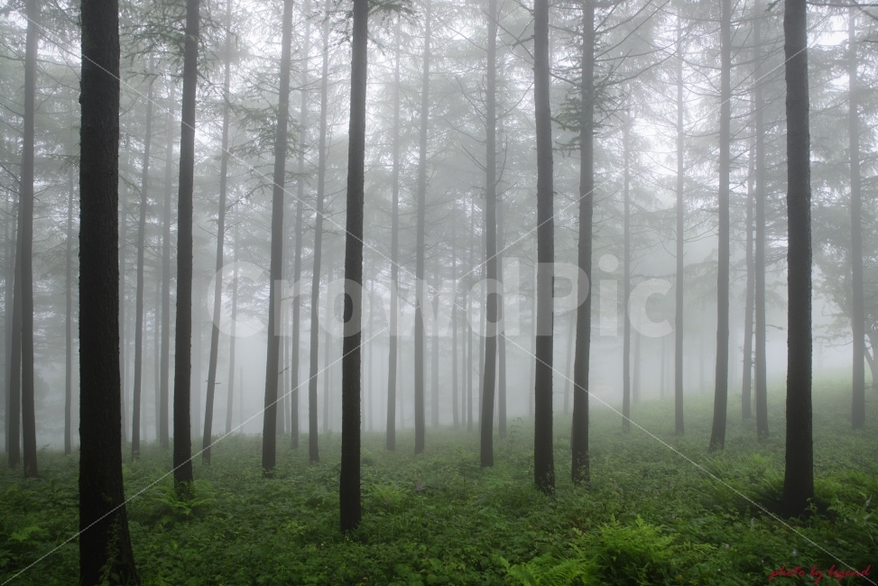 안개,나무,고요,만항재,아침,자연,풍경,nature,landscape,휴식,힐링,rest,relaxation,healing,weather,날씨,outdoors,옥외