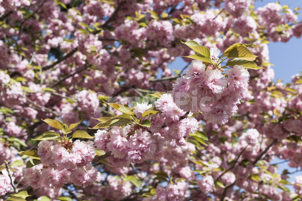 꽃,벚꽃,나무,분홍색,겹벚꽃,공원,산책,자연,바탕화면,색,봄,계절,spring,season,식물,자연,plants,nature,꽃,flower,plant,blossom