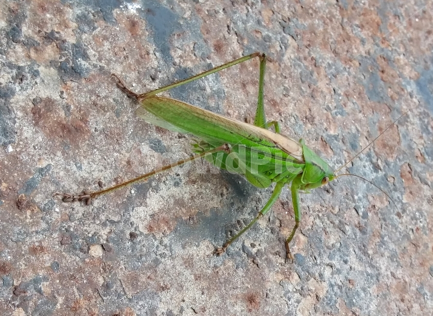 근접샷,메뚜기,small,insect,곤충,크리켓곤충