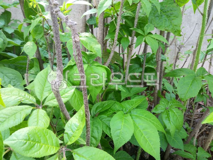 오가피,오가피나무,오가피잎,나물,plant,식물,leaf,잎,가시,한약재,한방,한약재료