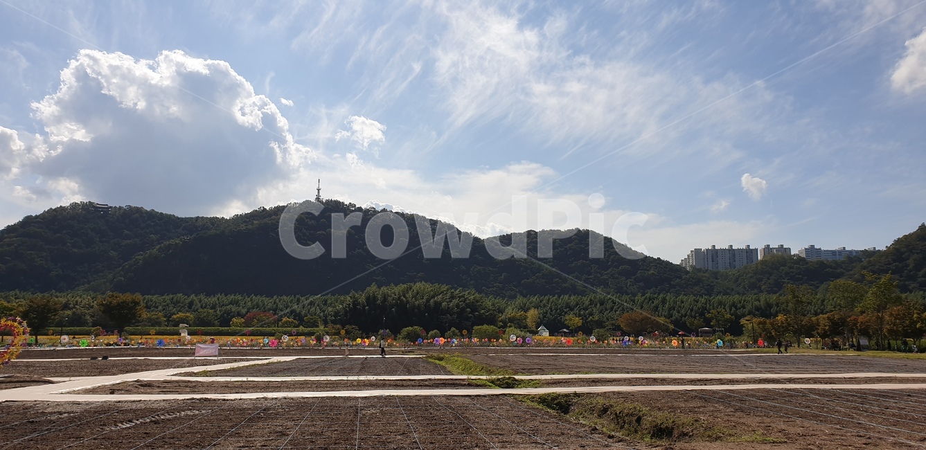 태화강,가을,국화밭,국화,울산,하늘,구름