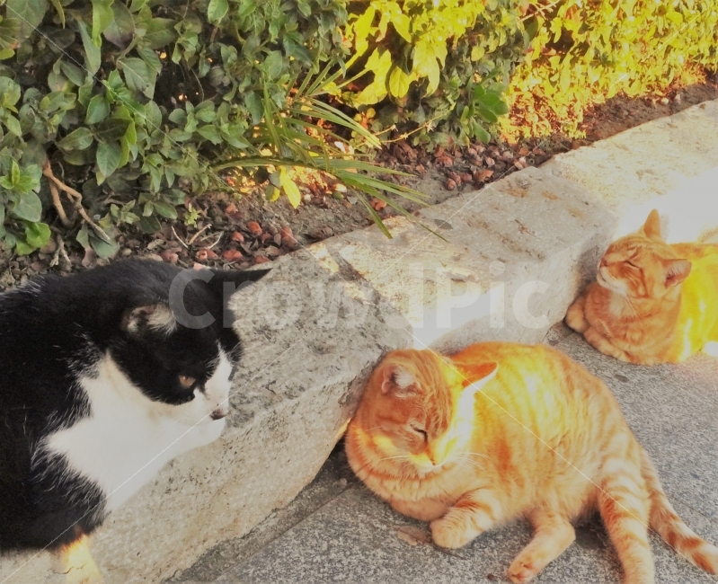 고양이,일광욕,낮잠,길냥이,스페인,네르하,바닷가,여행,휴식,여유로움,cats,sunshine,sleep,roadcat,spain,travel,beach,resting,동물,animal,포유류,mammal,고양이,cat,kitten,kitty