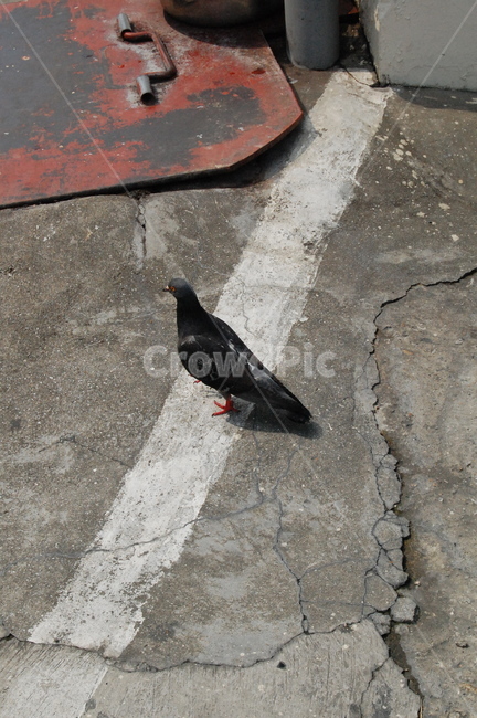 animal,동물,bird,새,비둘기