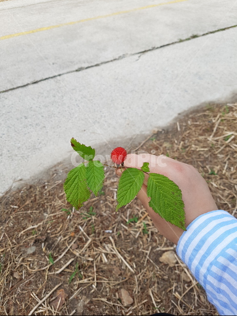 자연,산딸기,음식,과일,채취,설정사진,식물,자연,plants,nature,사람,인물,인간,human,person,신체일부,몸,body,과일,열매,fruit