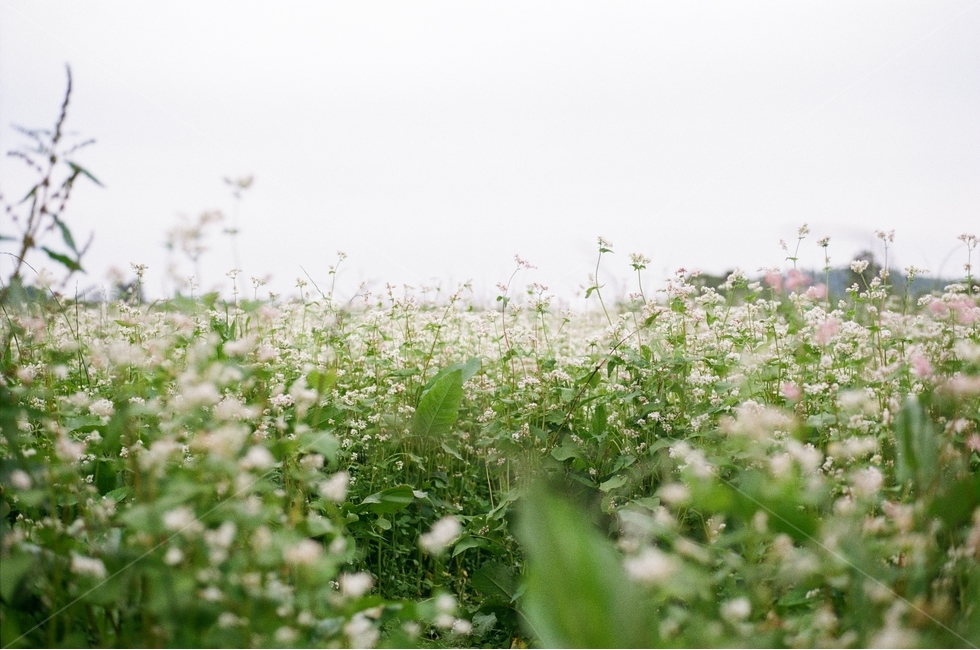 식물,풍경,자연,메밀꽃,꽃,식물,자연,plants,nature,꽃,flower