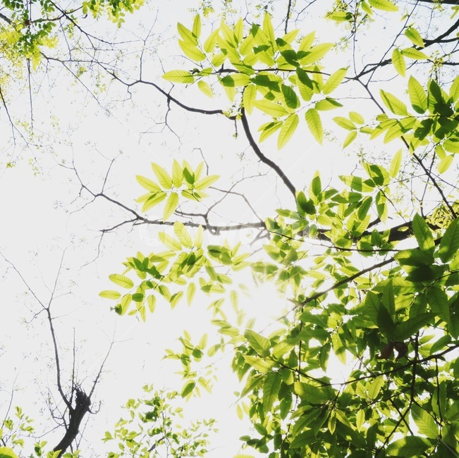 숲,휴식,나무,초록,봄,햇살,자연,나뭇잎,자연,풍경,nature,landscape,휴식,힐링,rest,relaxation,healing,tree,plant,식물
