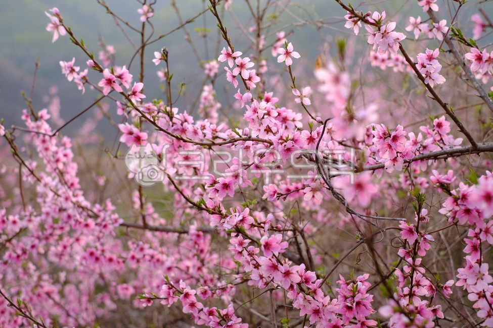 복숭아꽃,꽃,봄,우리집뒤뜰,봄꽃